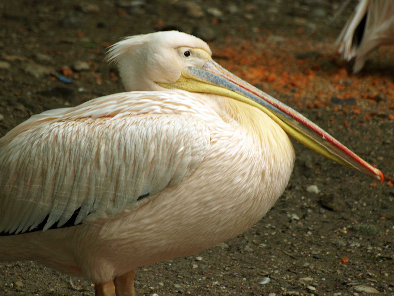 Pink-backed pelican