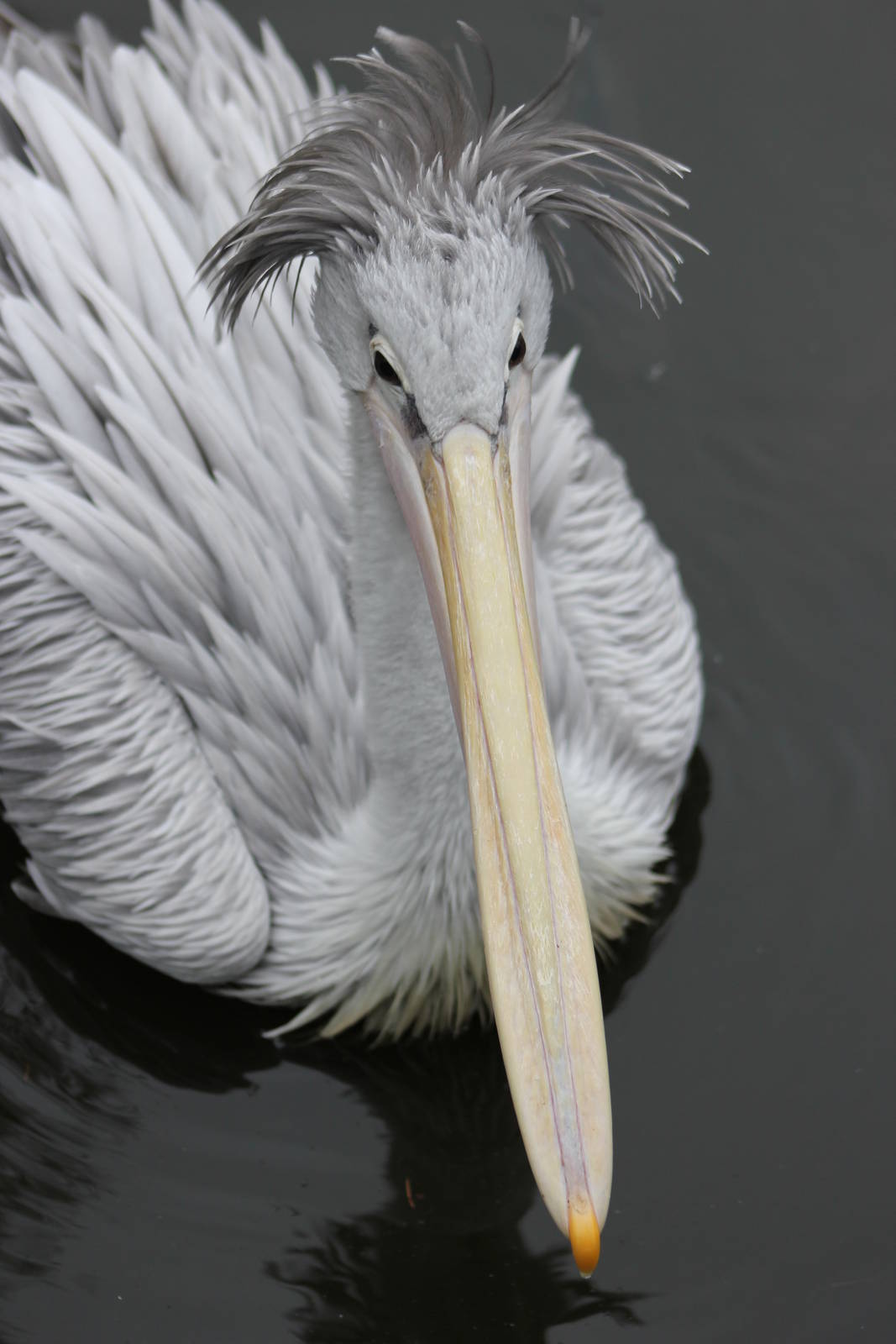 Pink-backed pelican