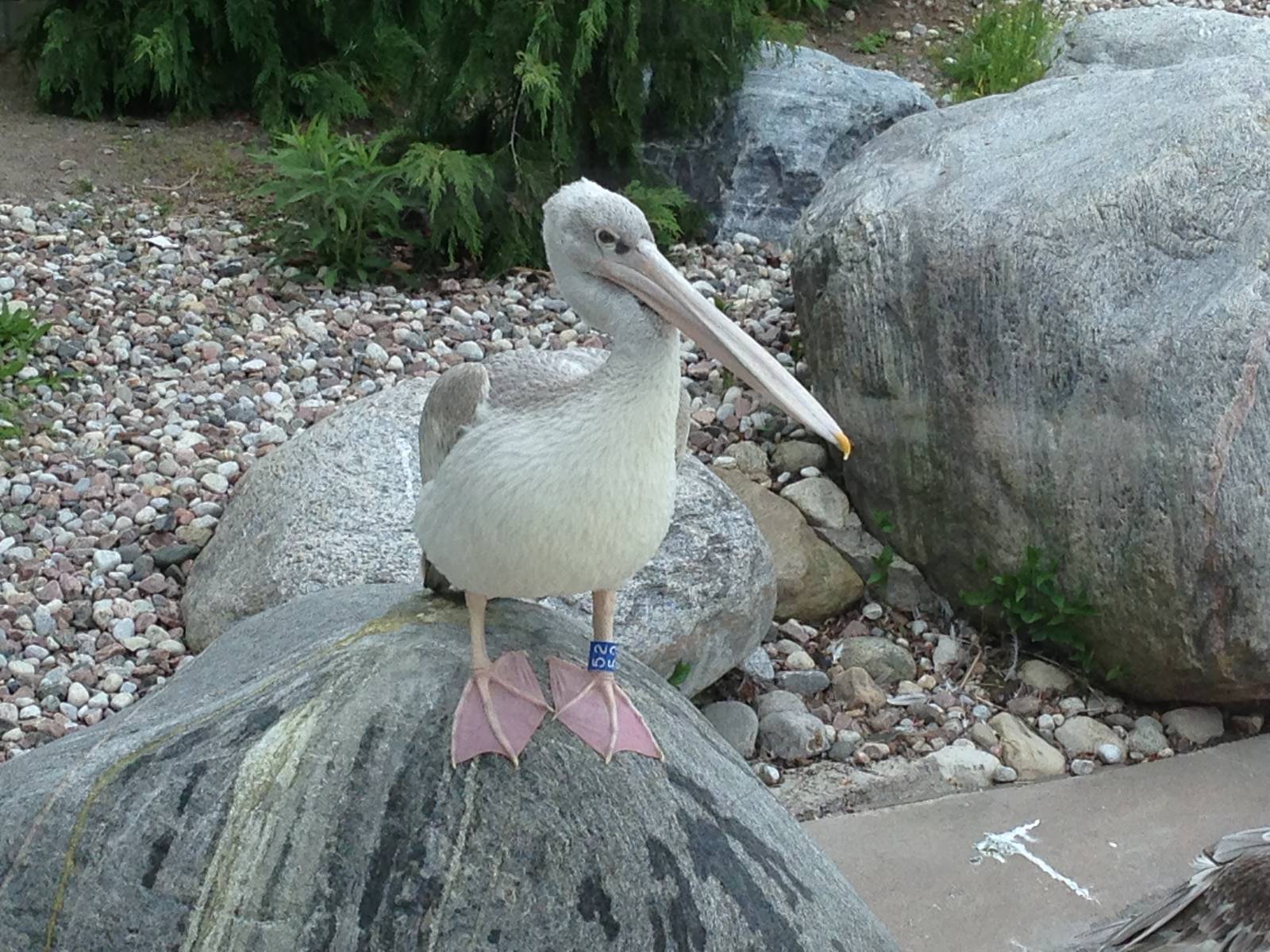 Pink Backed Pelican