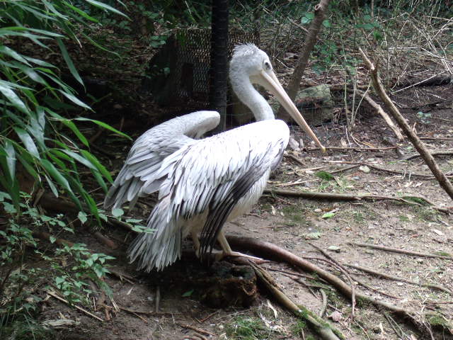 Pink-Backed Pelican