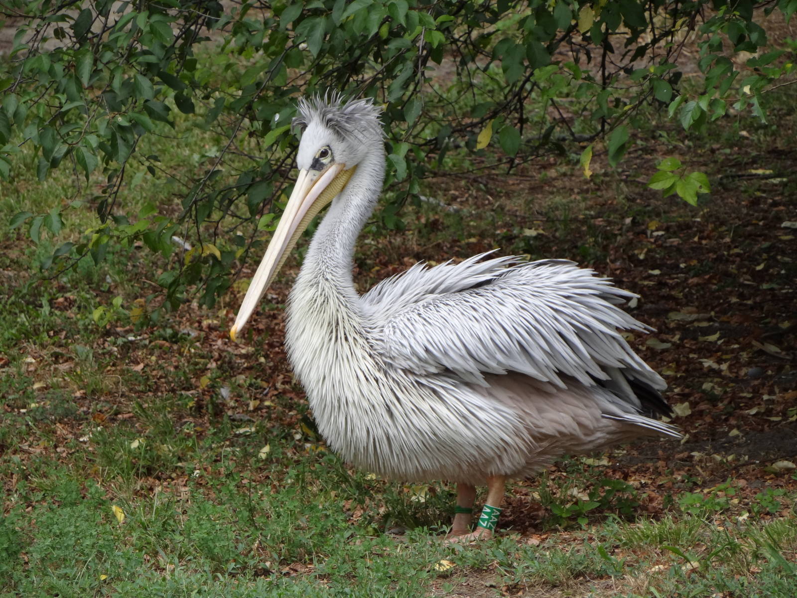 Pink-backed Pelican