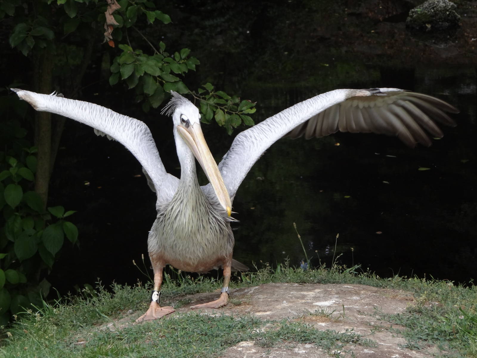 Pink-backed Pelican