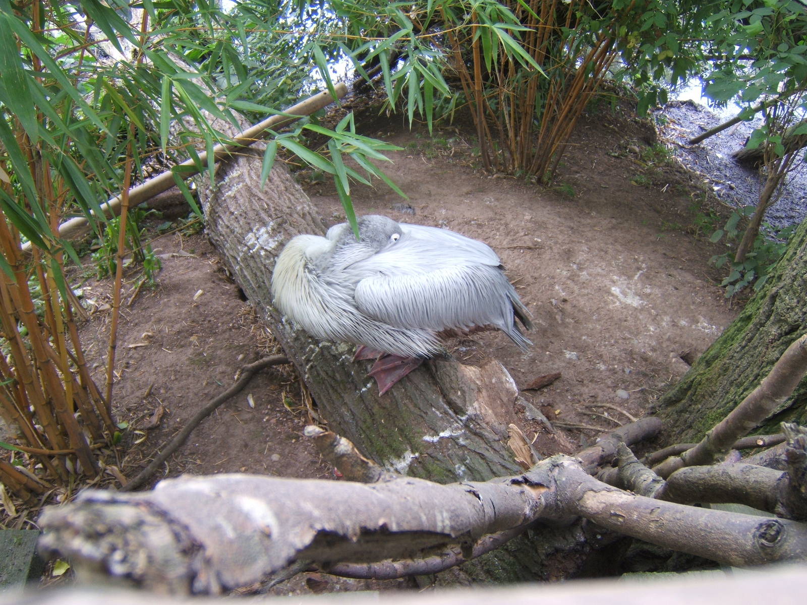 Pink-backed Pelican