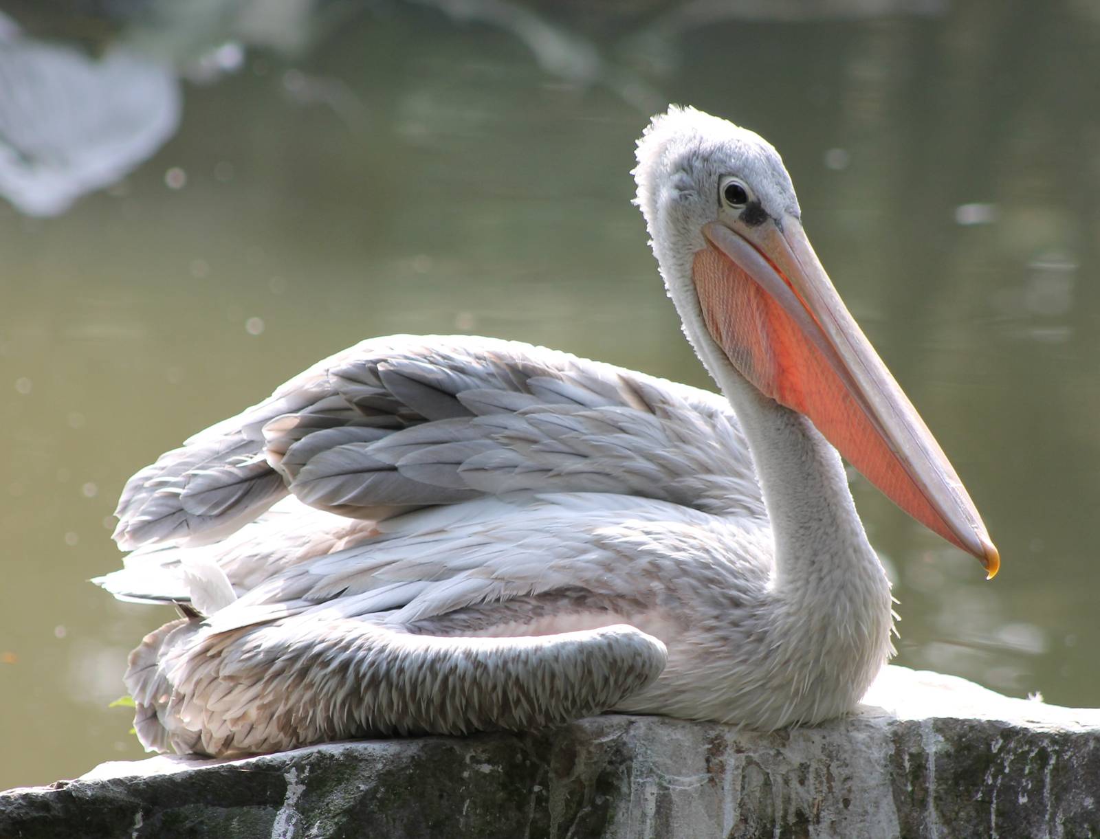 Pink-backed pelican