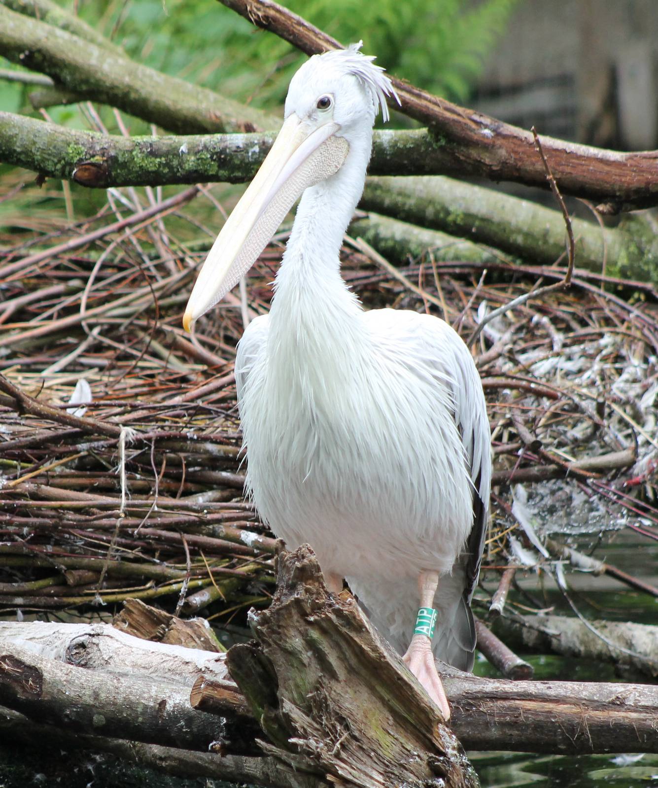 Pink-backed pelican