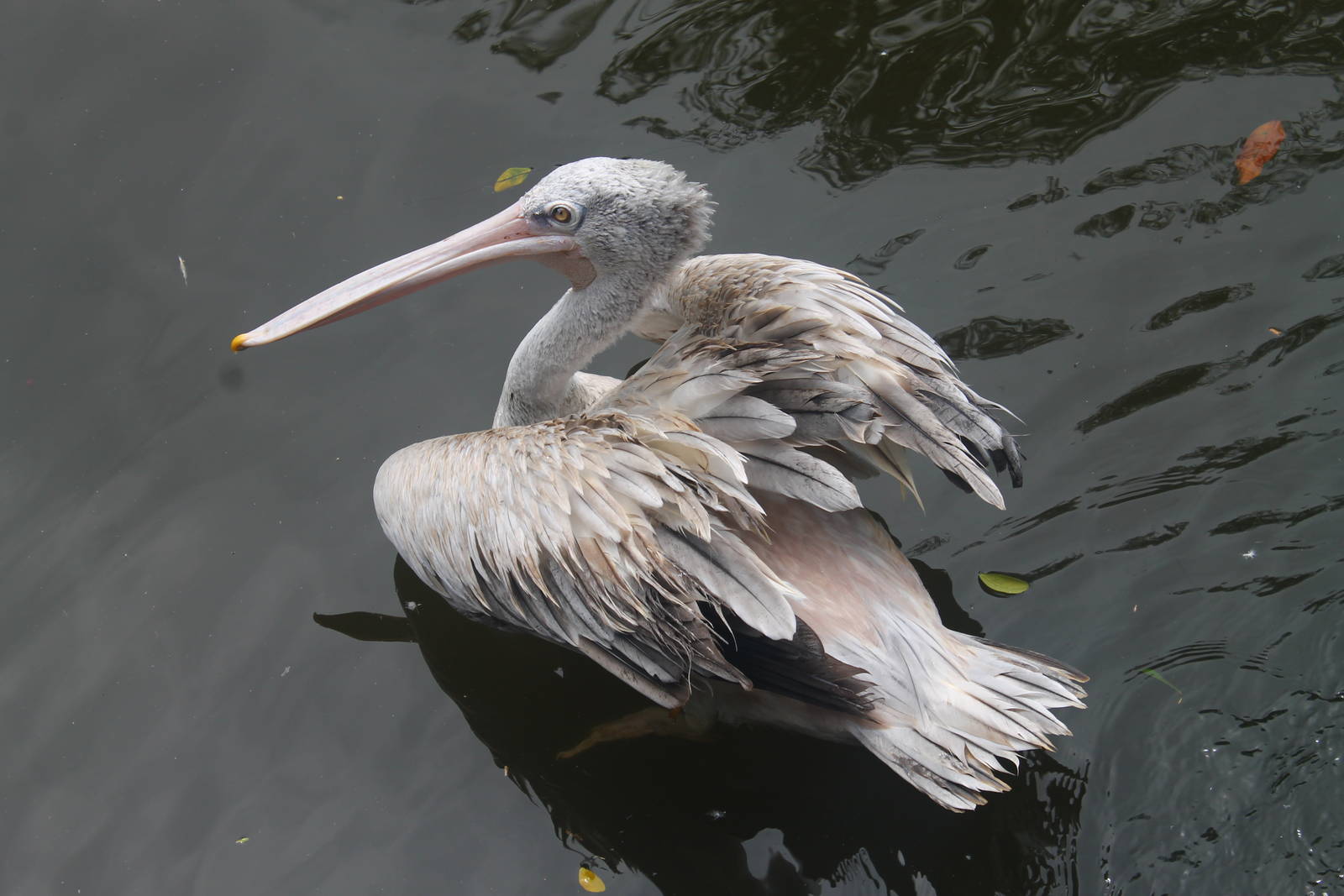 Pink-backed Pelican
