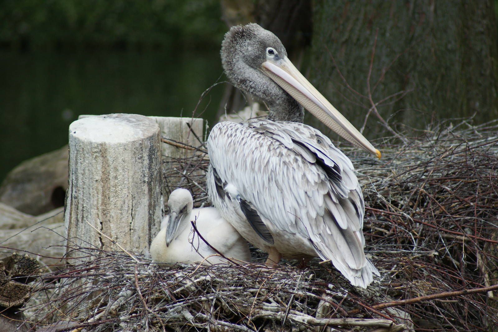 Pink-backed pelican