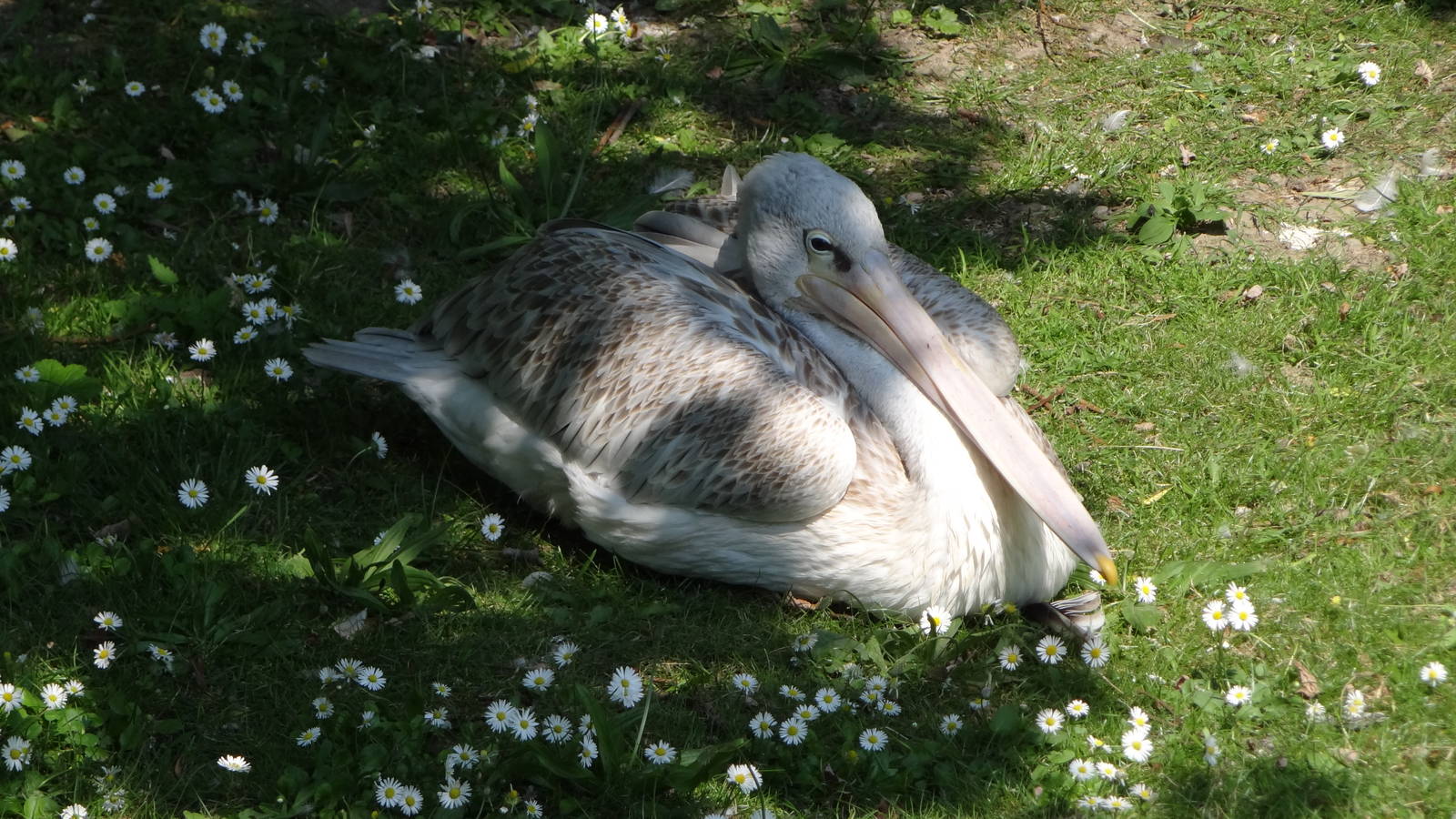 Pink-backed Pelican