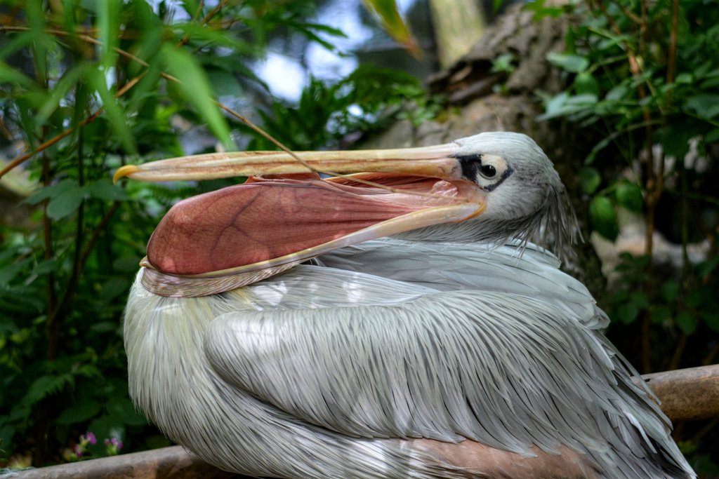 Pink Backed Pelican