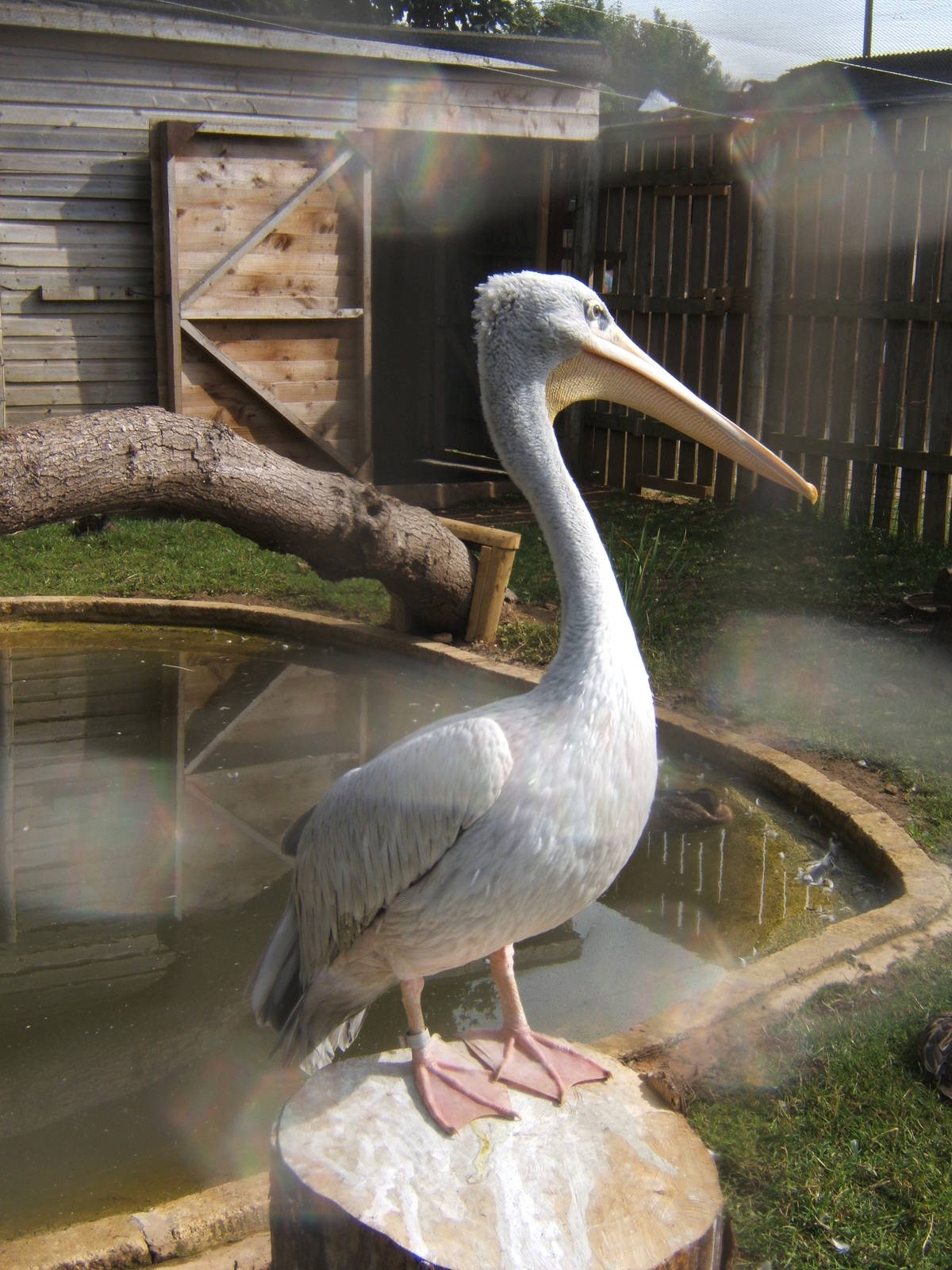 Pink-backed Pelican