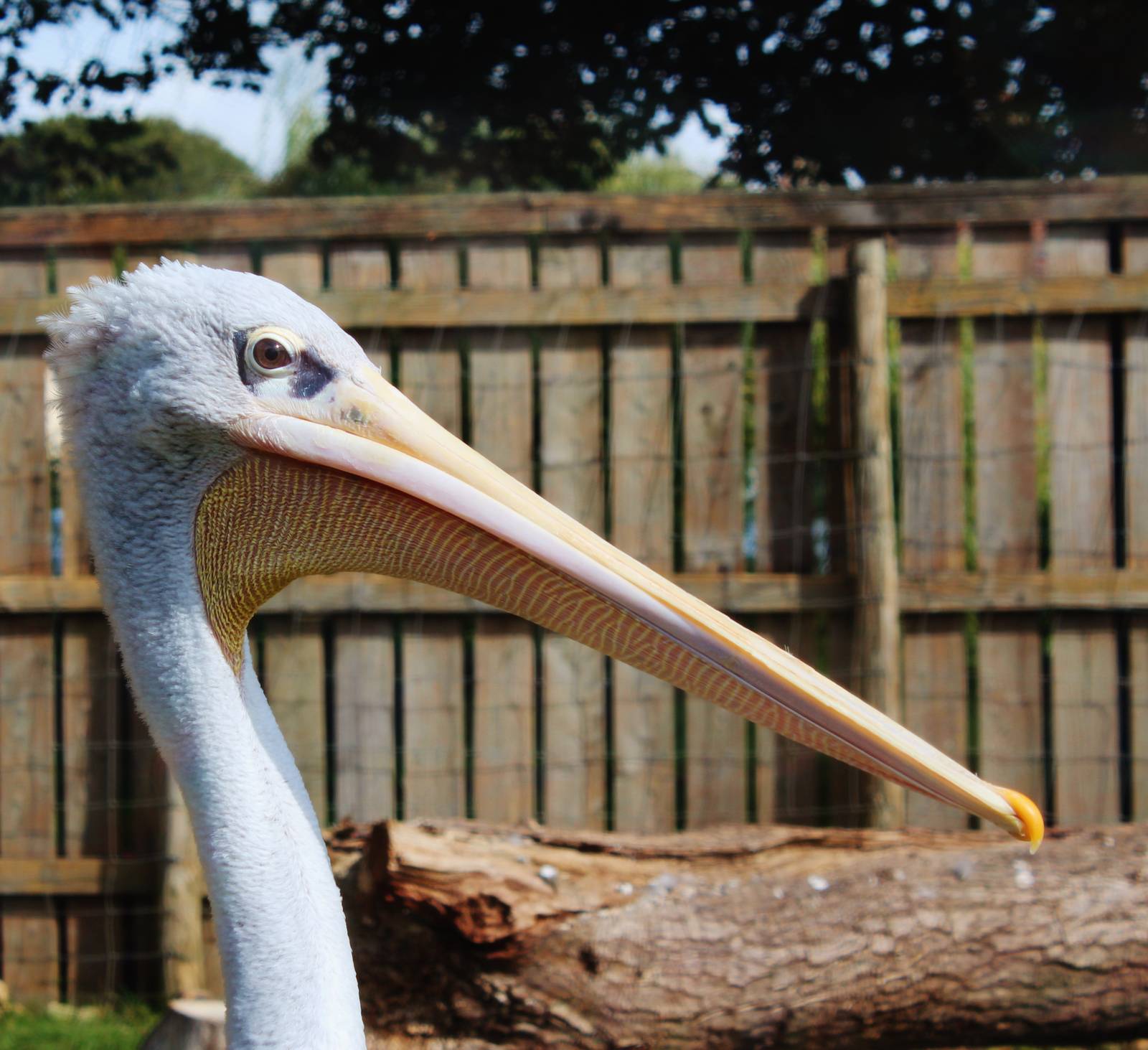 Pink Backed Pelican