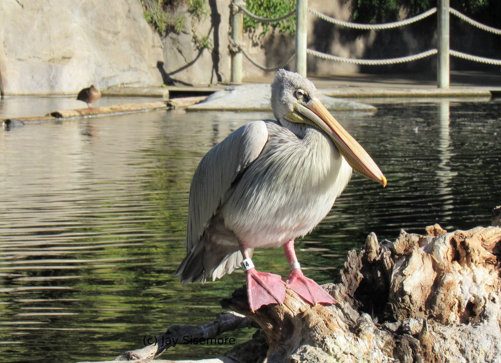 Pink-Backed Pelican