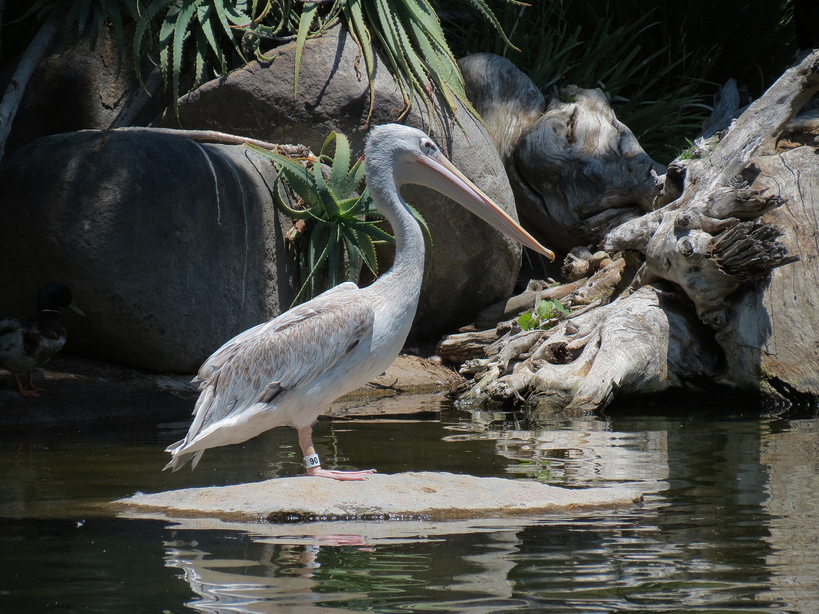 Pink-backed Pelican