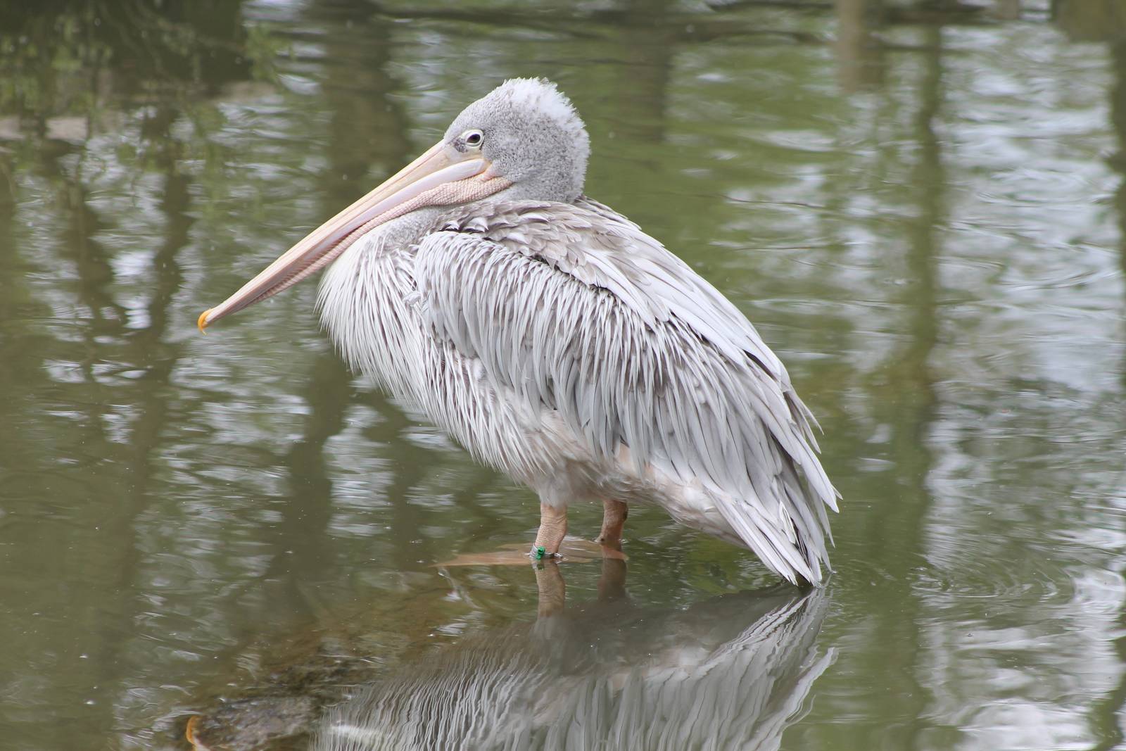 Pink-backed pelican