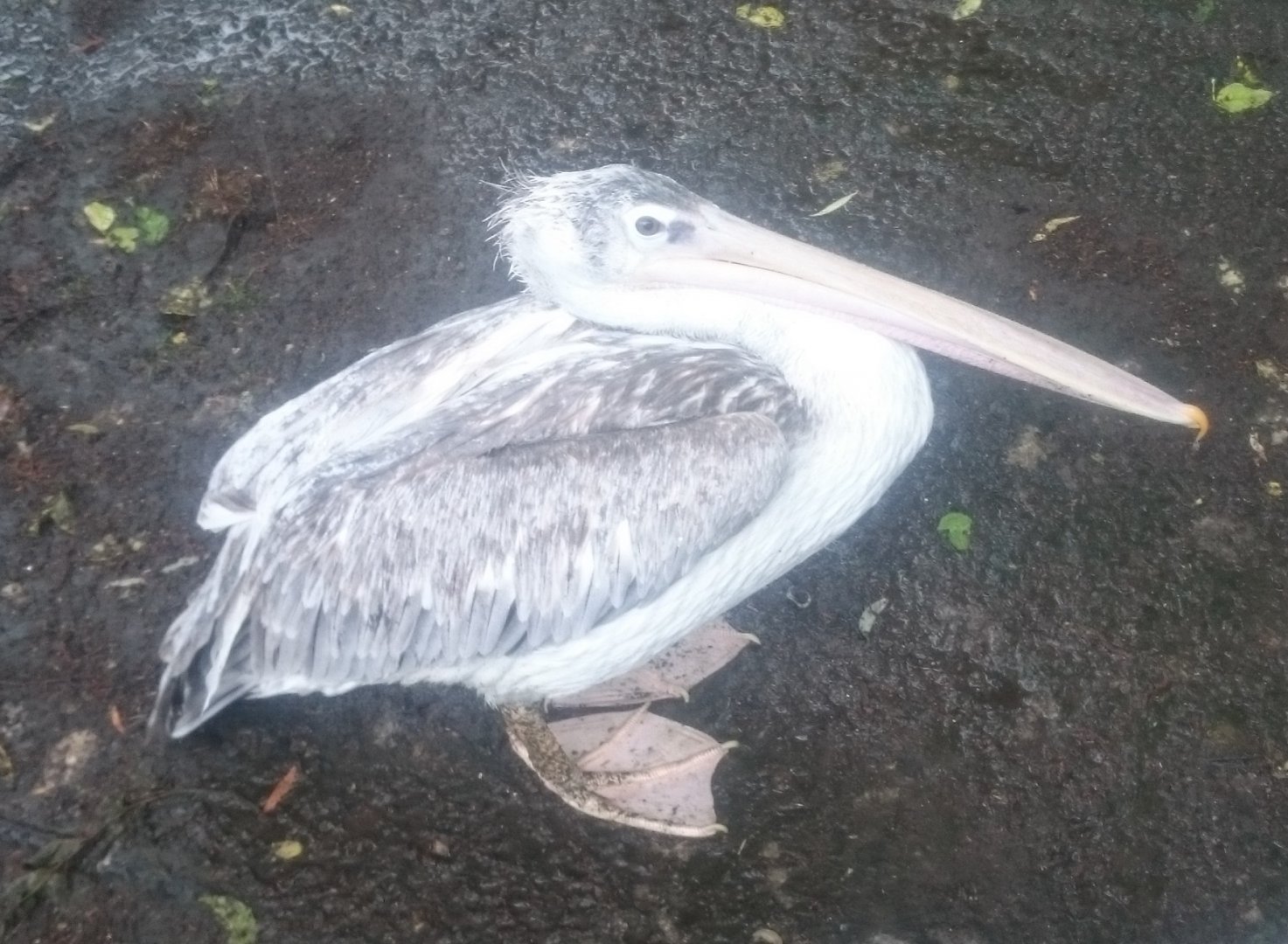Pink-backed pelican