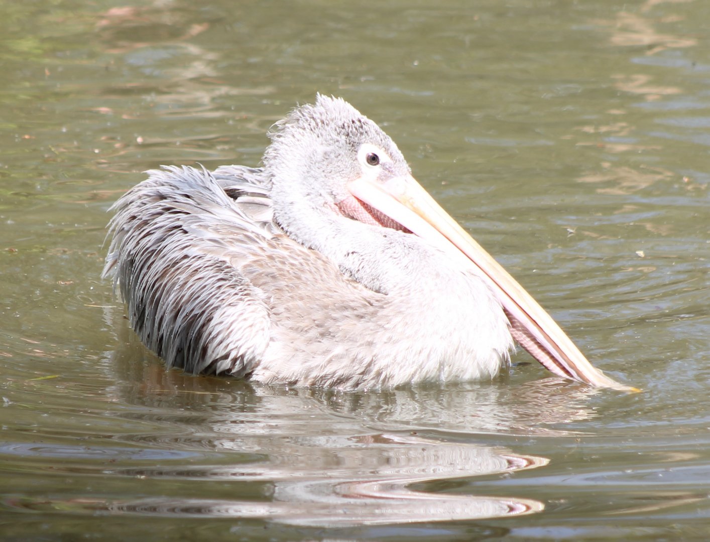 Pink-backed pelican