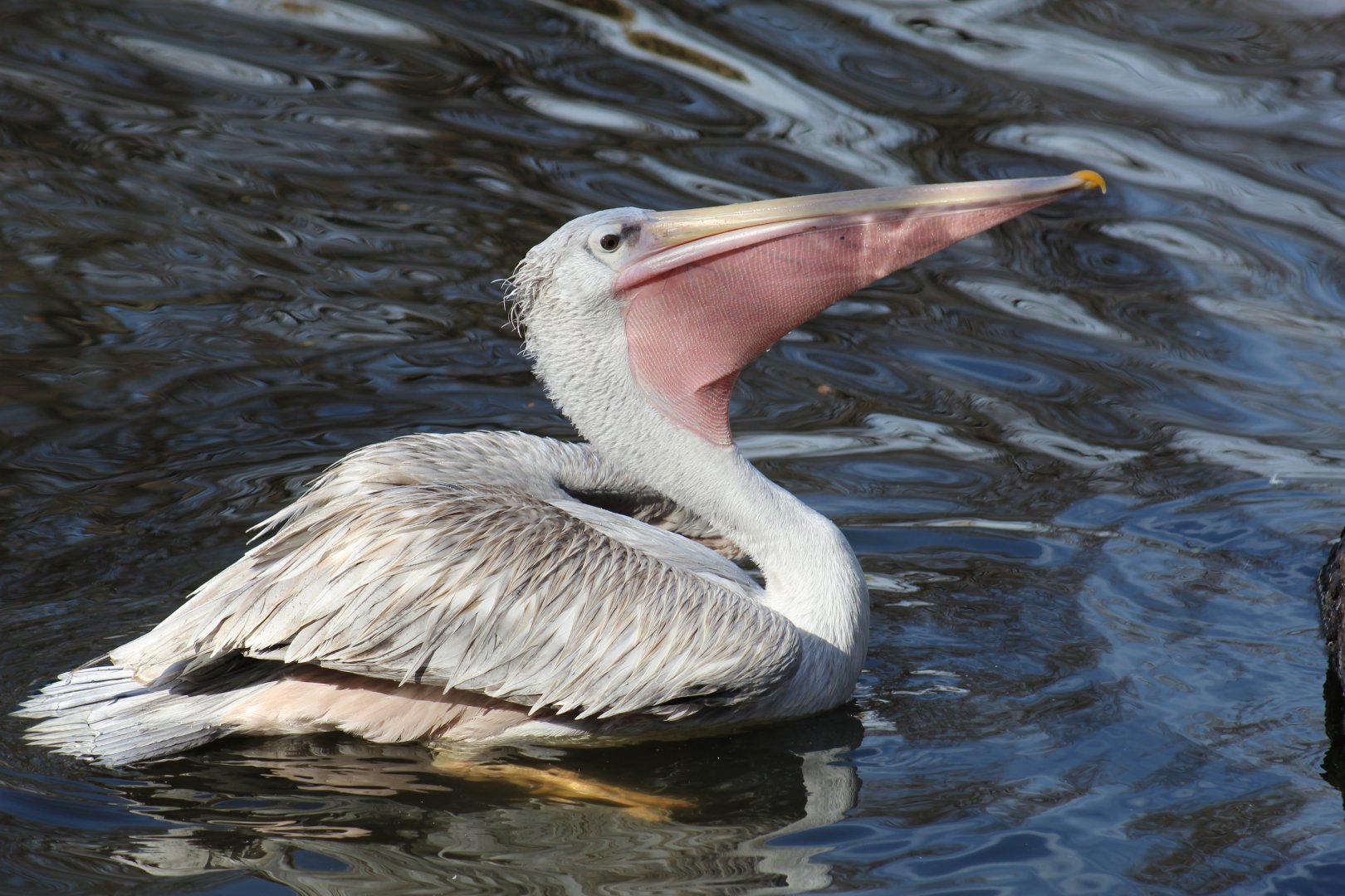 Pink-Backed Pelican