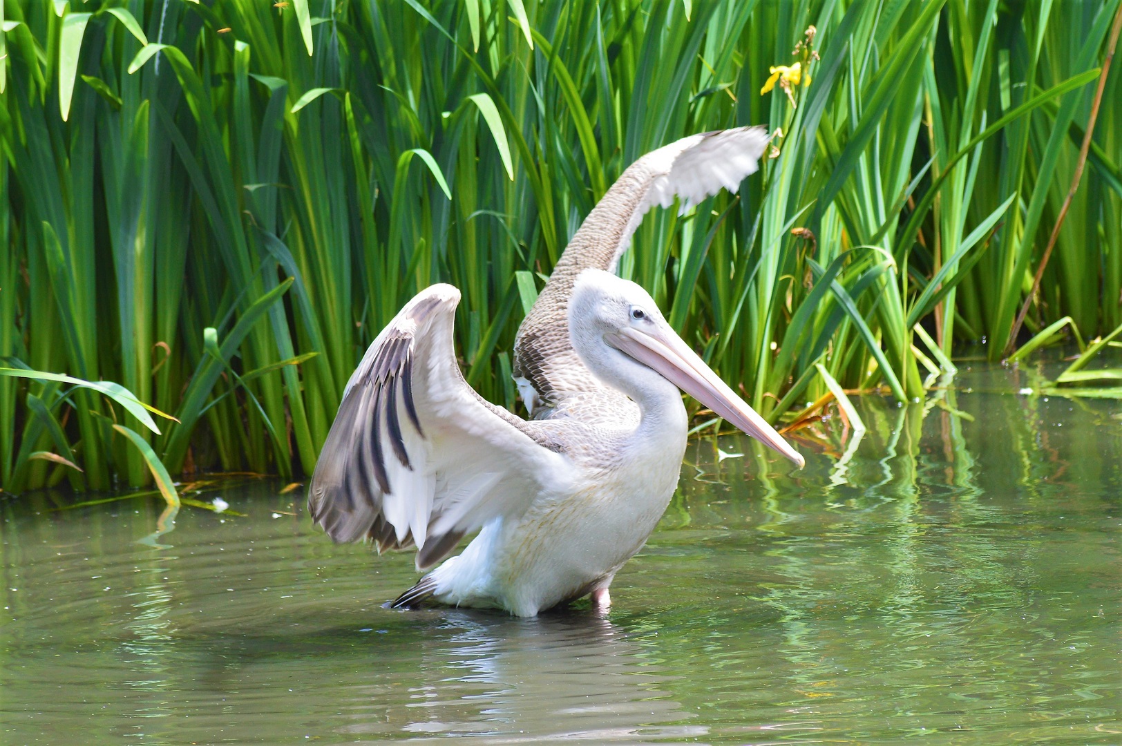 Pink-backed pelican