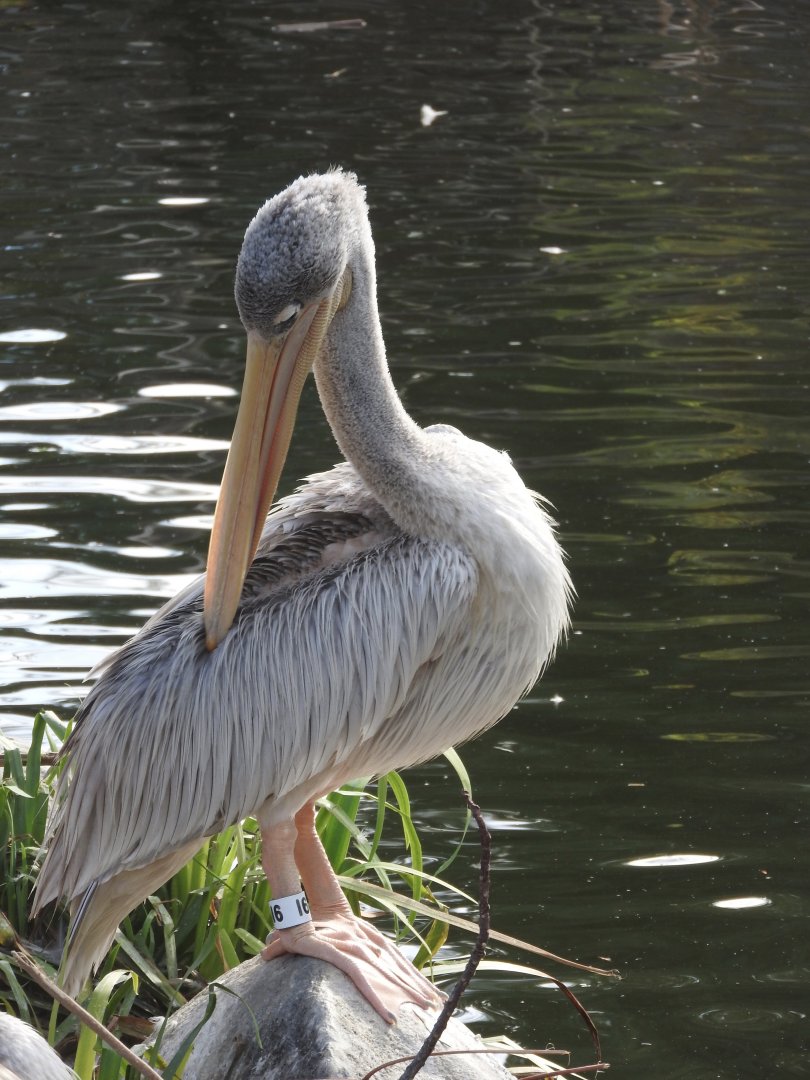 Pink-backed Pelican