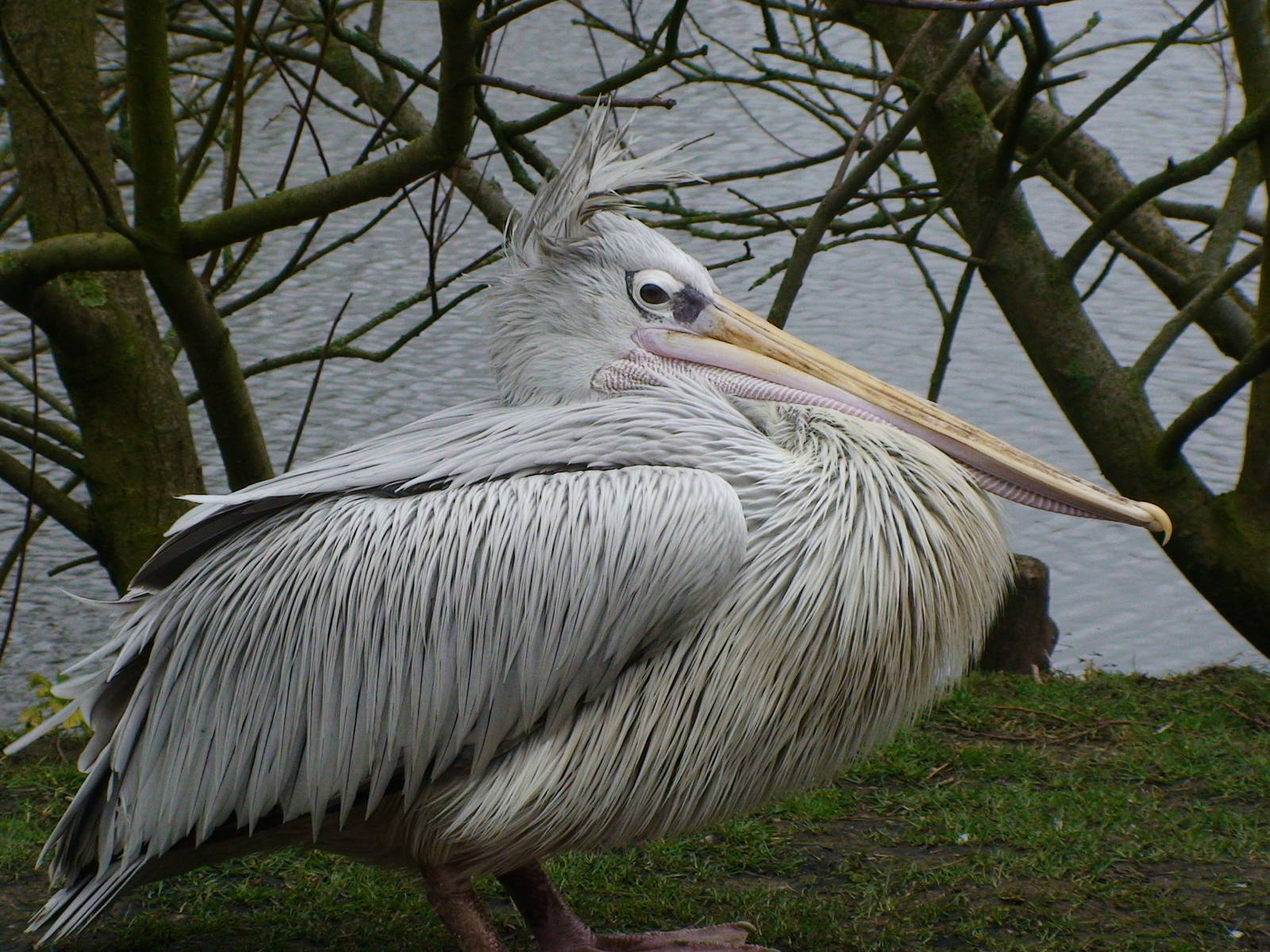 Pink backed Pelican