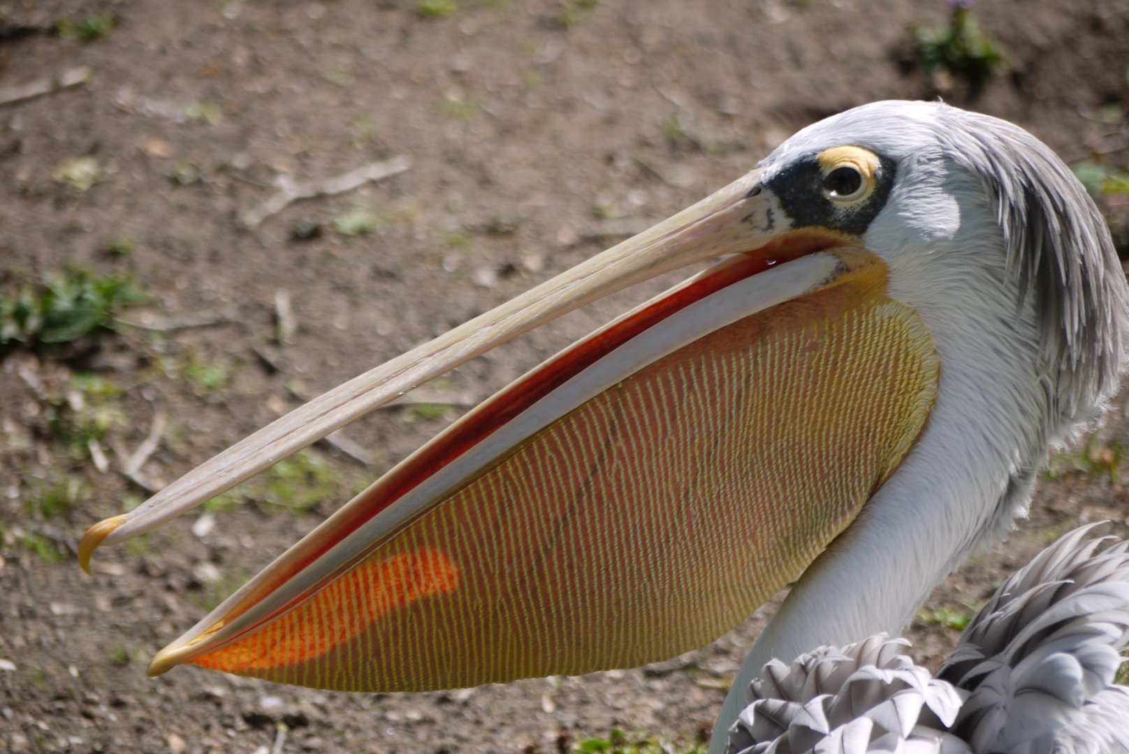 Pink-Backed Pelican