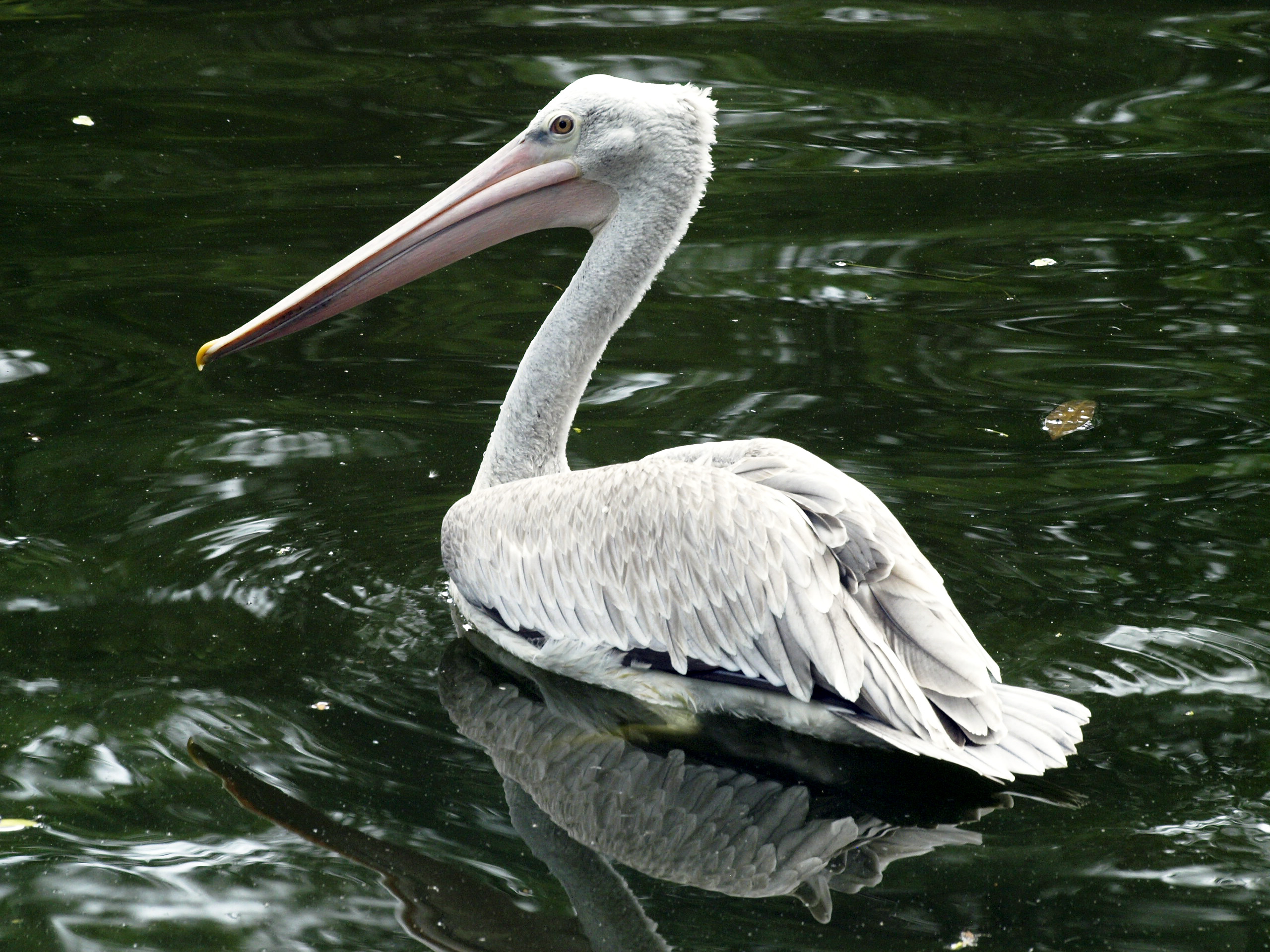 Pink-backed pelican