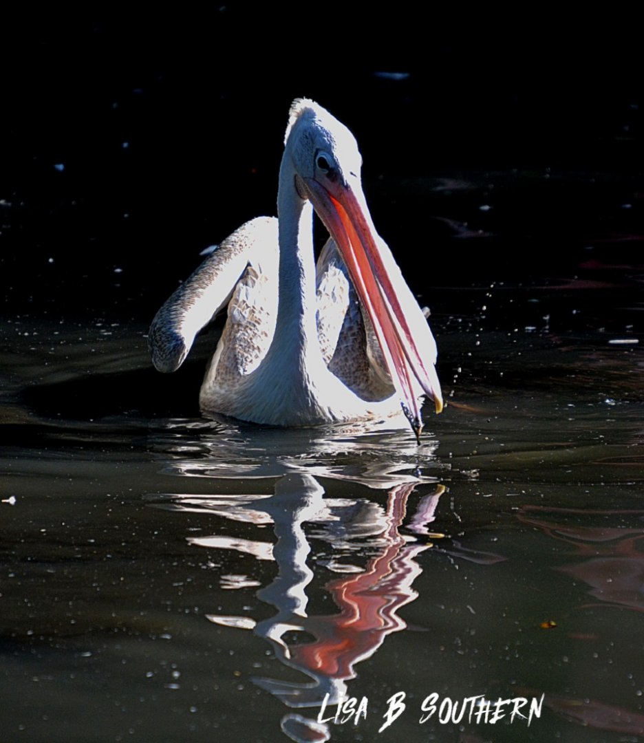 Pink Backed Pelican