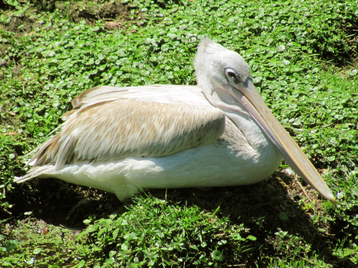 Pink-Backed Pelican