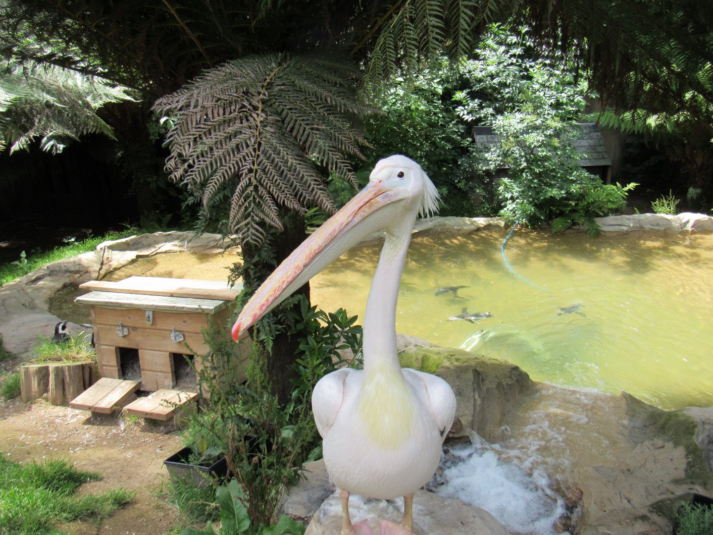 Pink-Backed Pelican