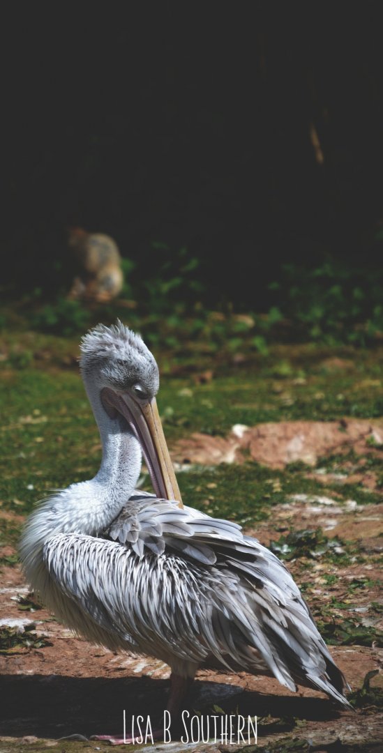 .:Pink-Backed Pelican:.