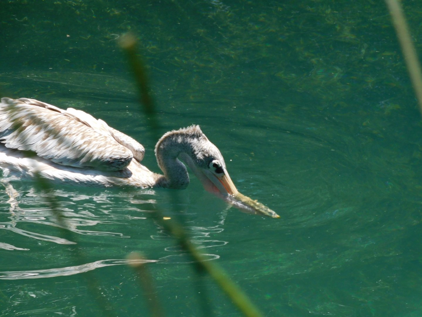 Pink backed pelican
