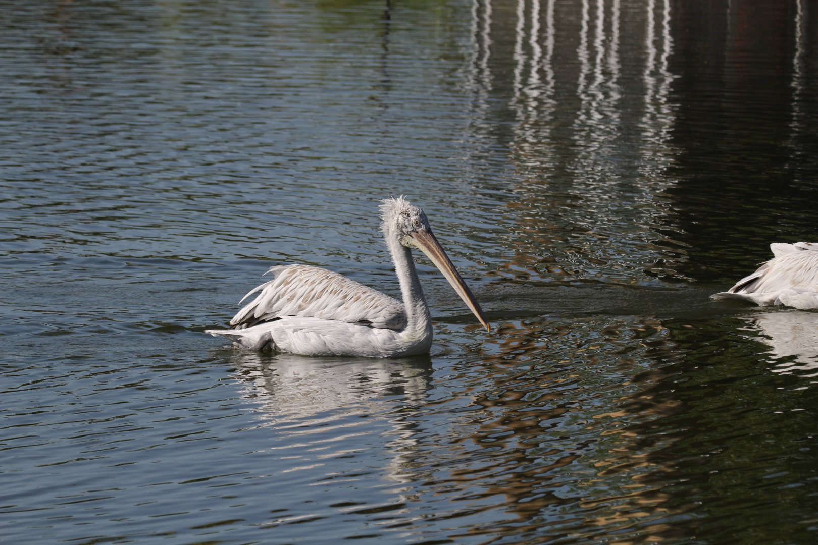 Pink-backed Pelican