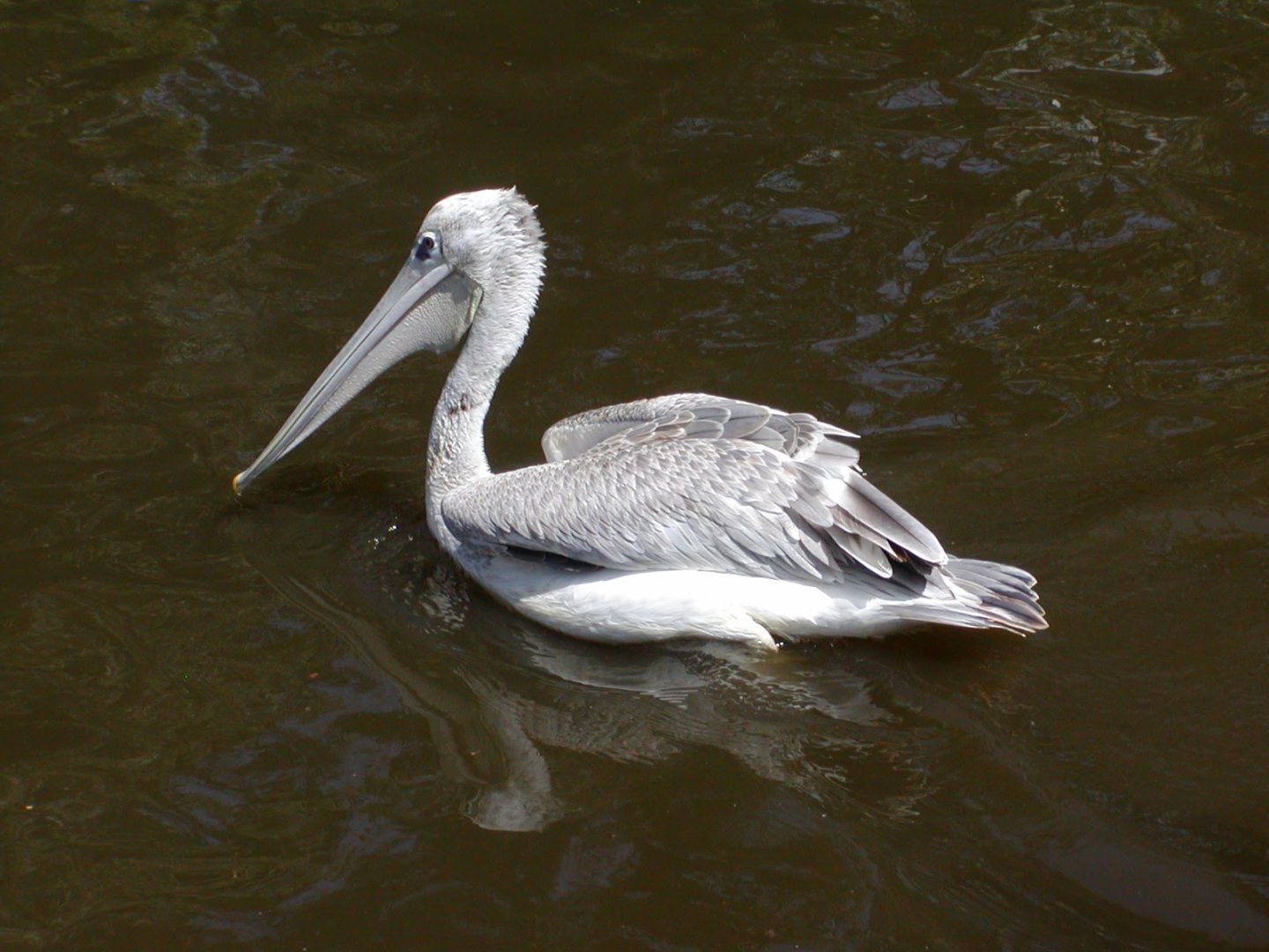 Pink-backed Pelican