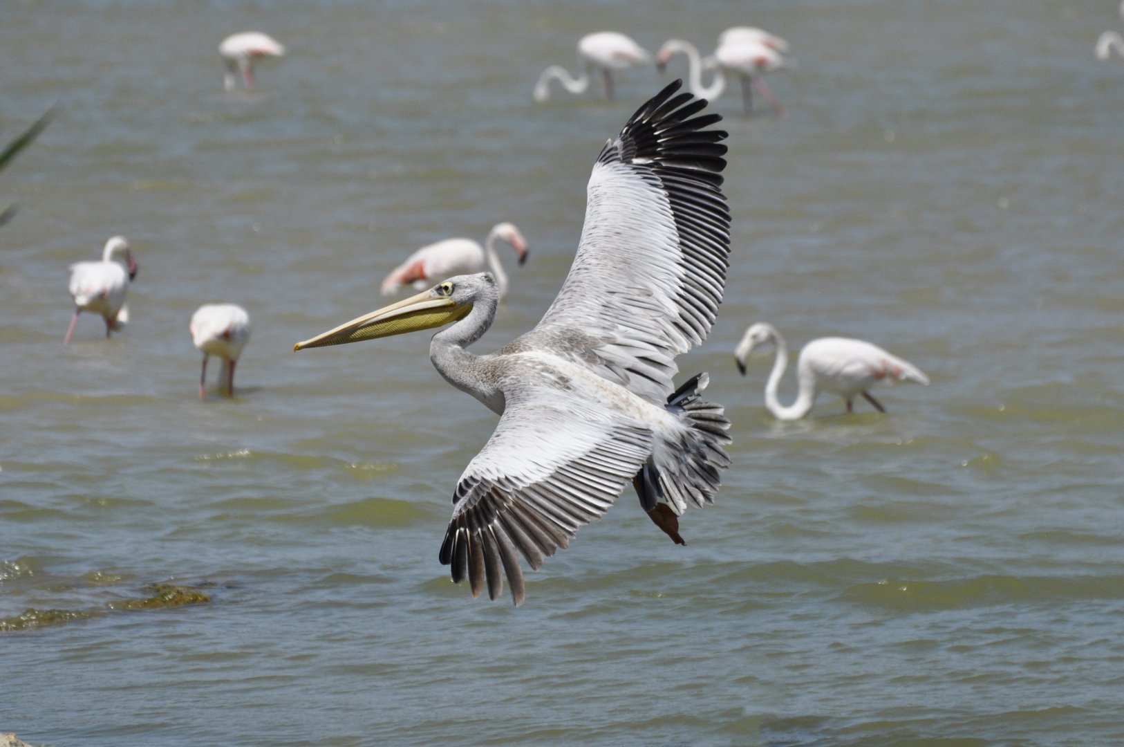 Pink-backed pelican