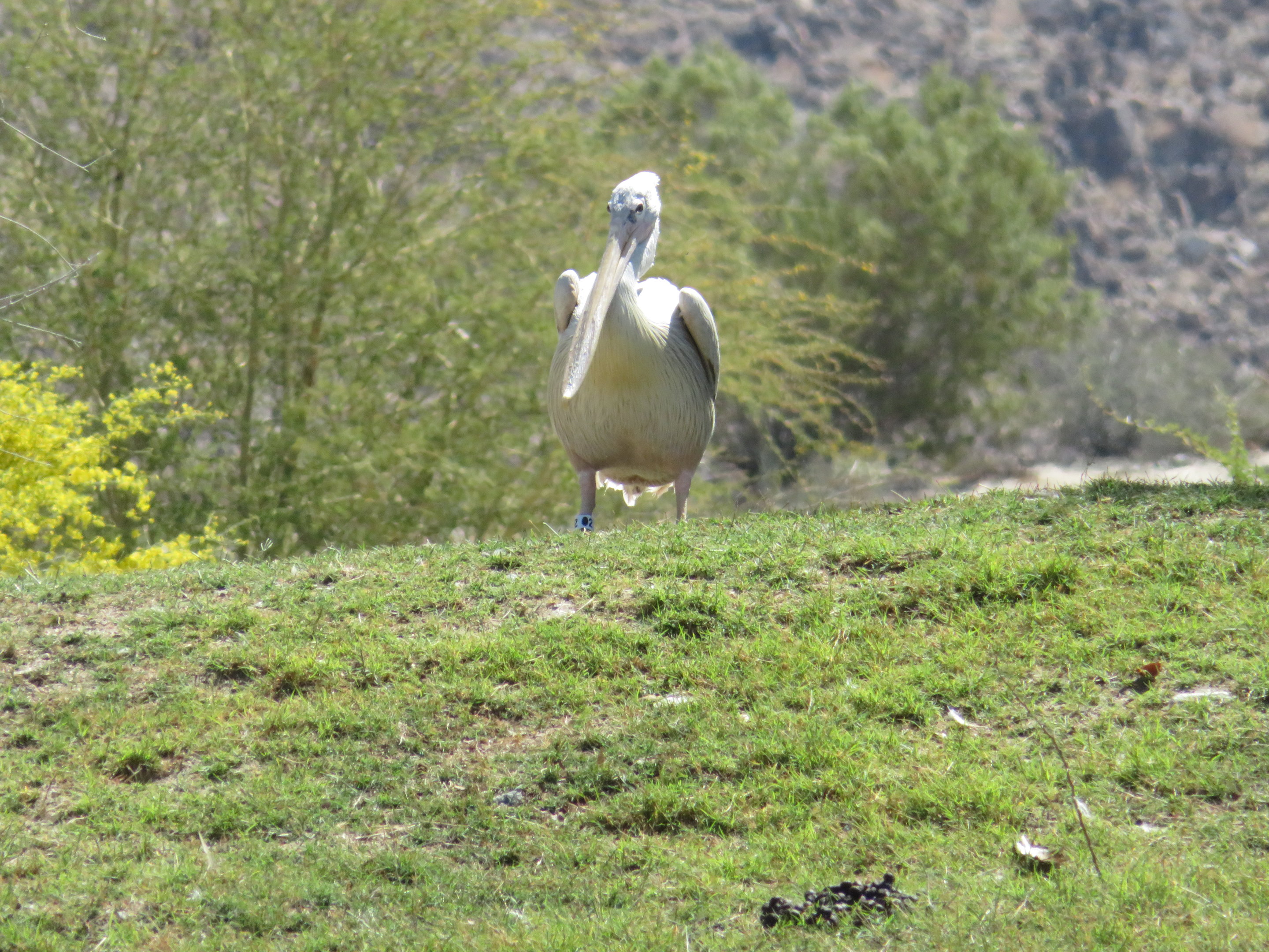 Pink-backed Pelican