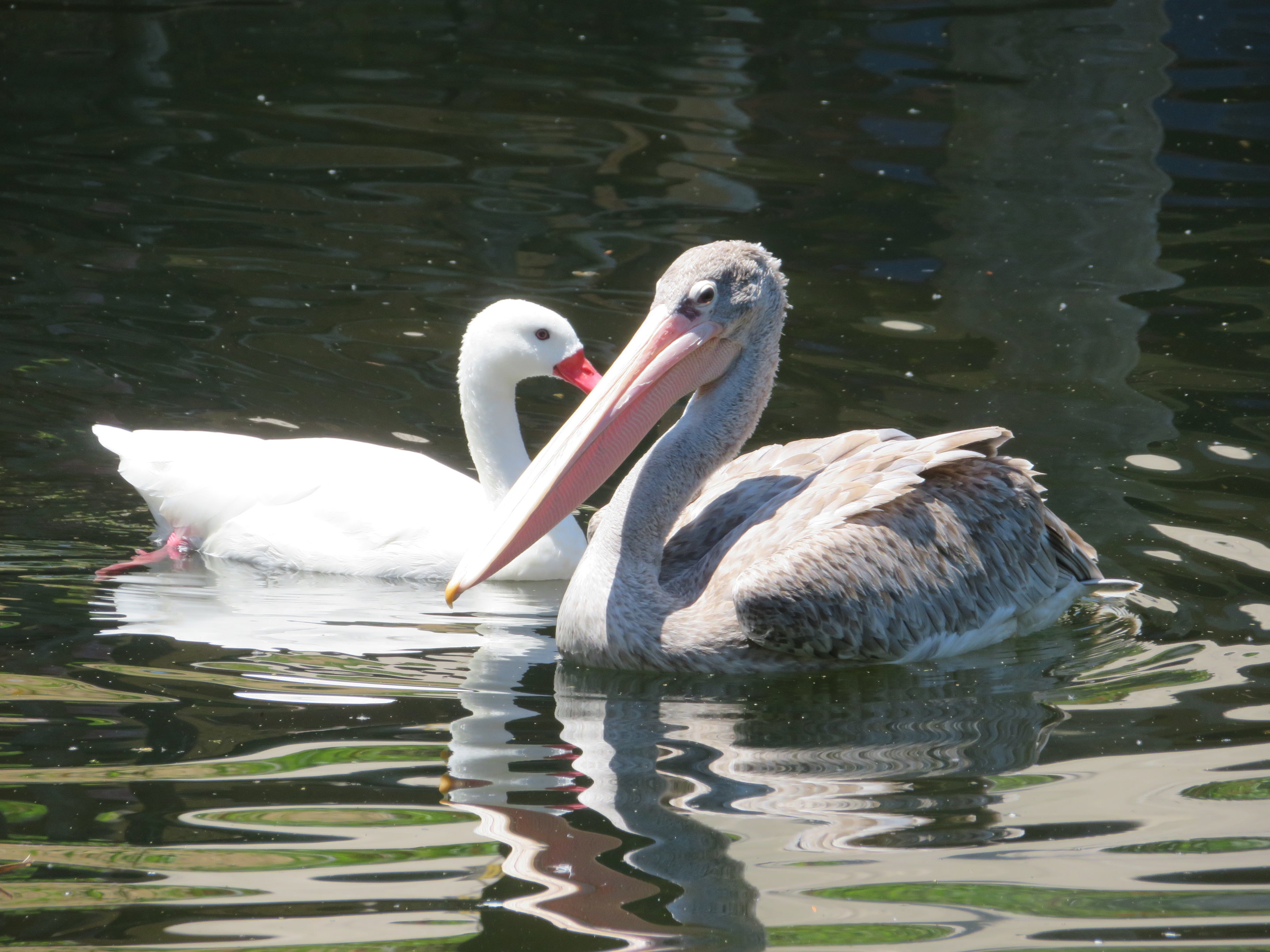 Pink-backed Pelican