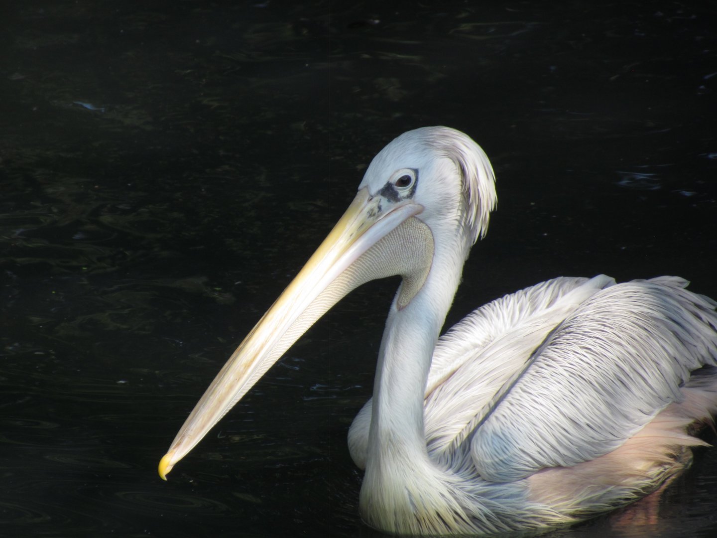 Pink-backed Pelican