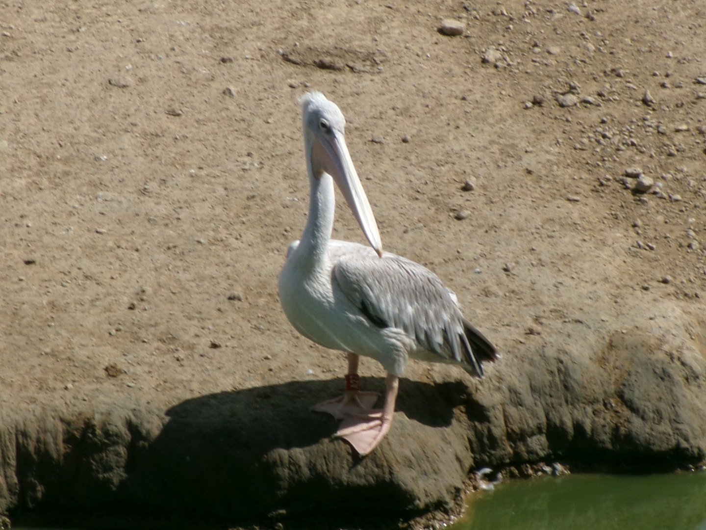 Pink-backed pelican