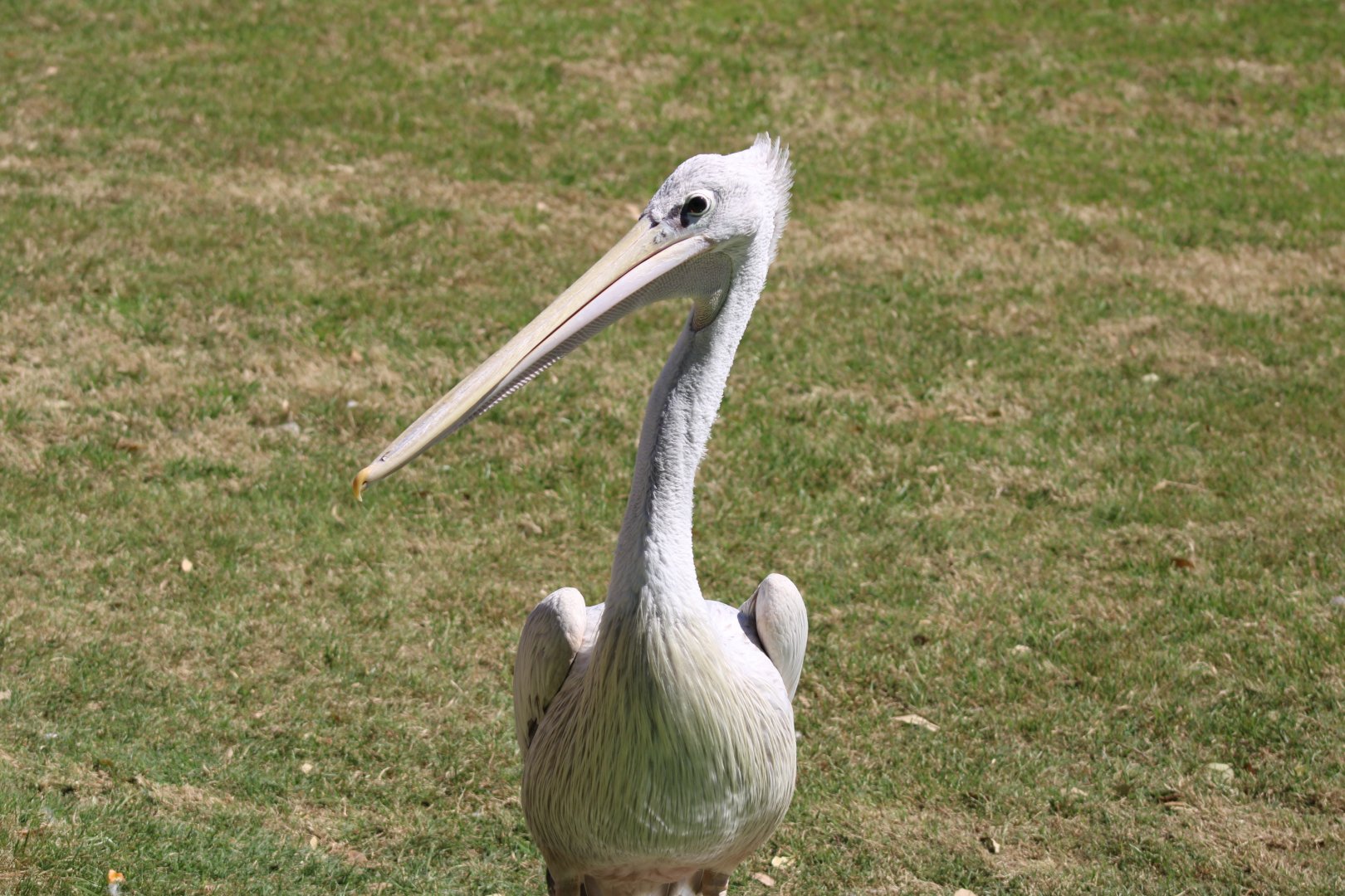 Pink-backed Pelican