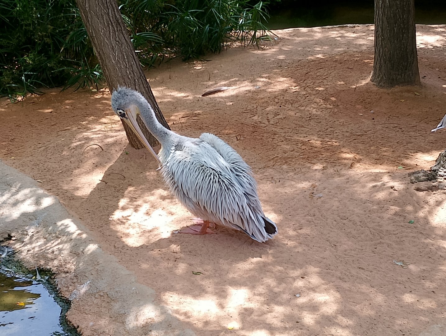 Pink-backed pelican