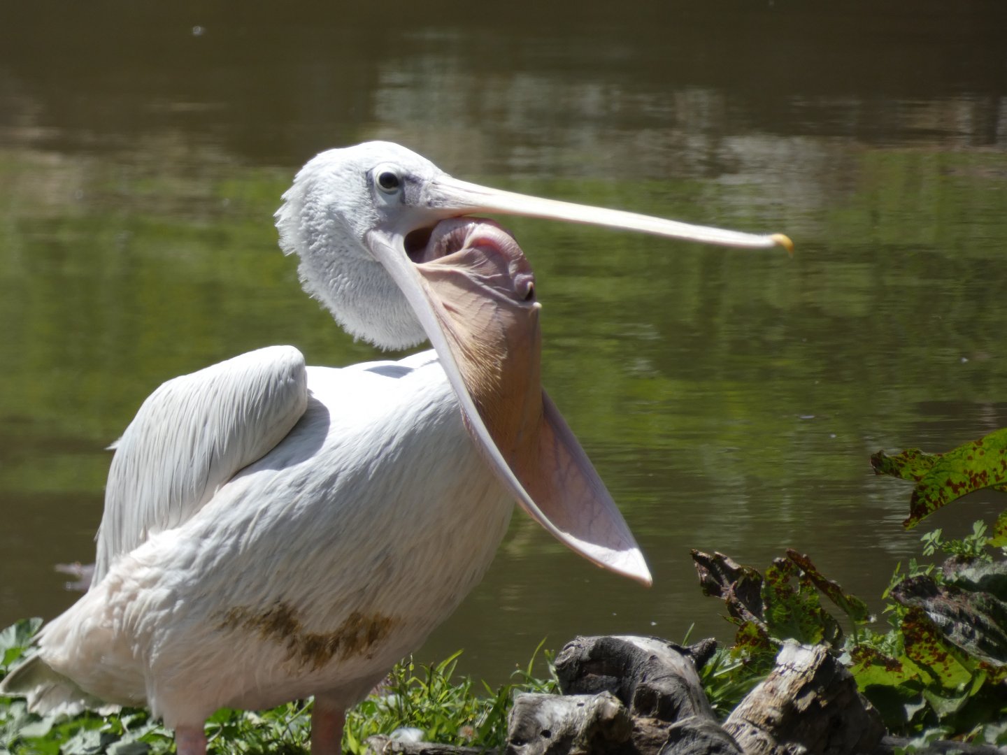 Pink-backed pelican