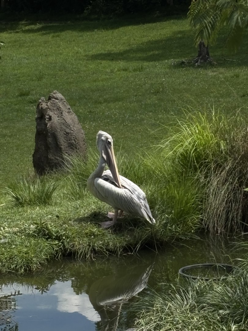 Pink Backed Pelican