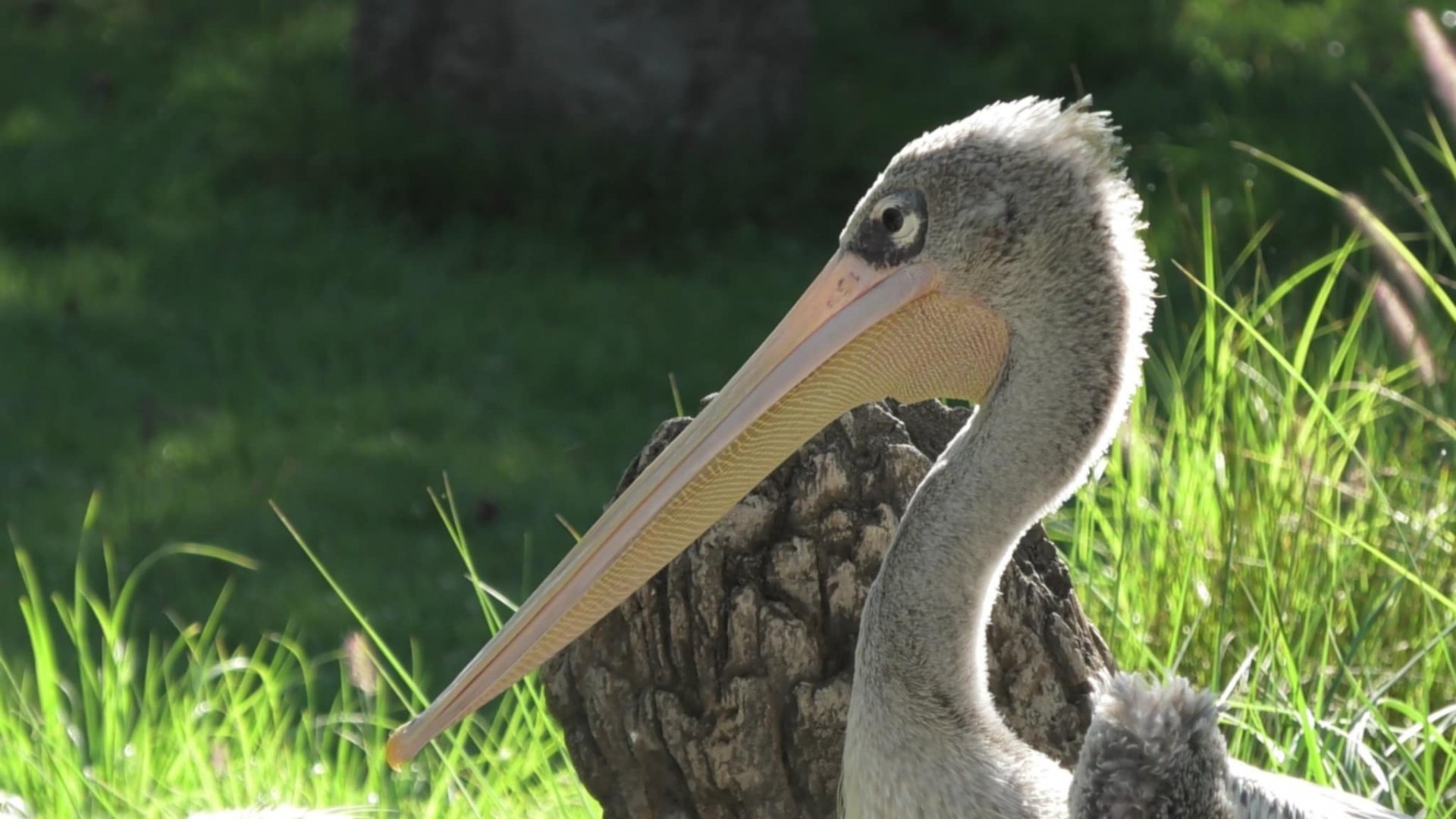 Pink backed pelican