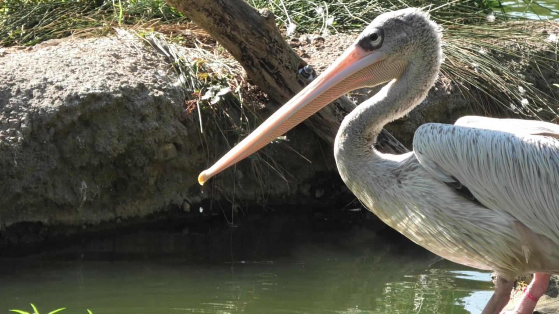 Pink backed pelican