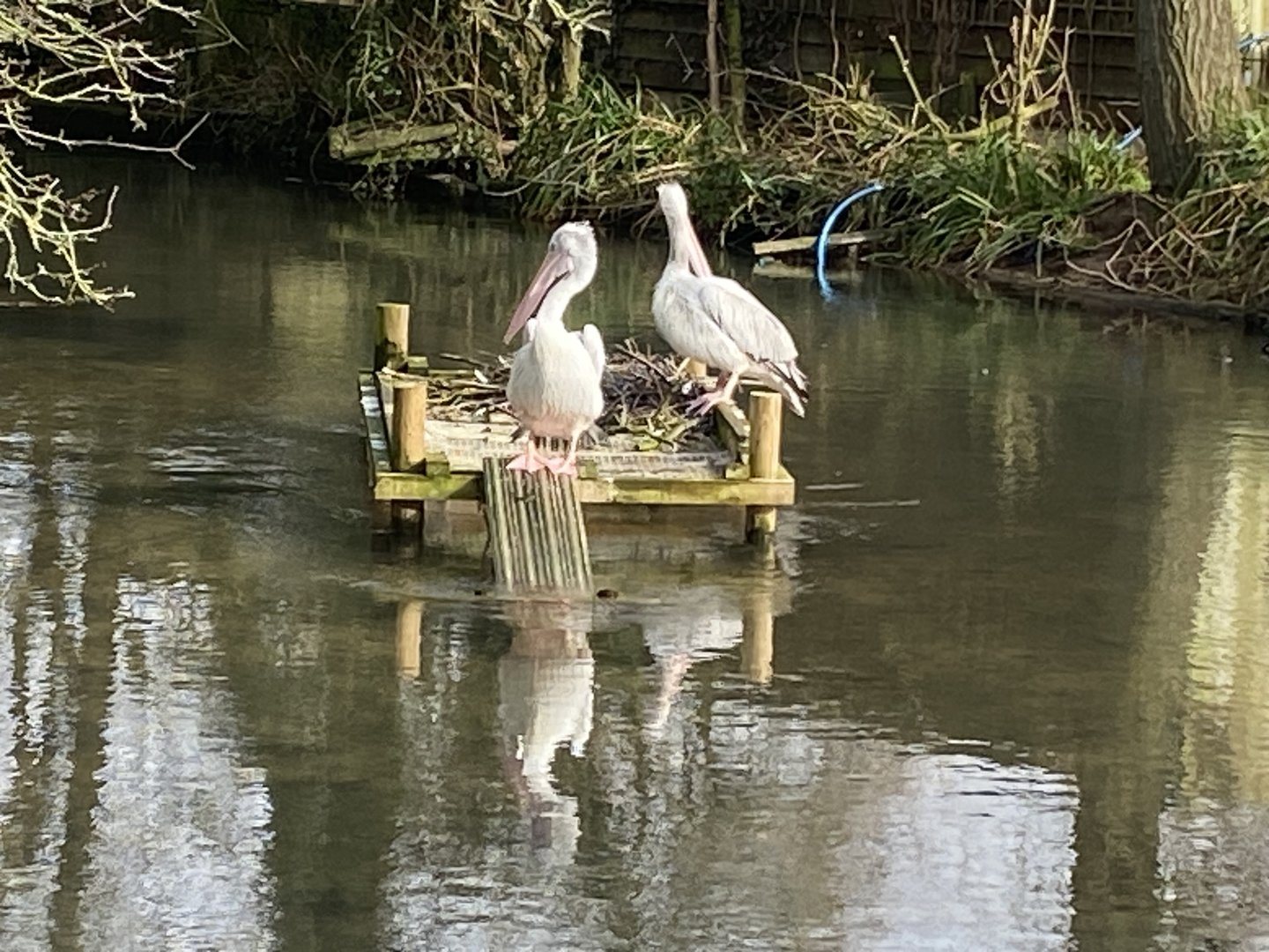 Pink-backed pelicans 010323