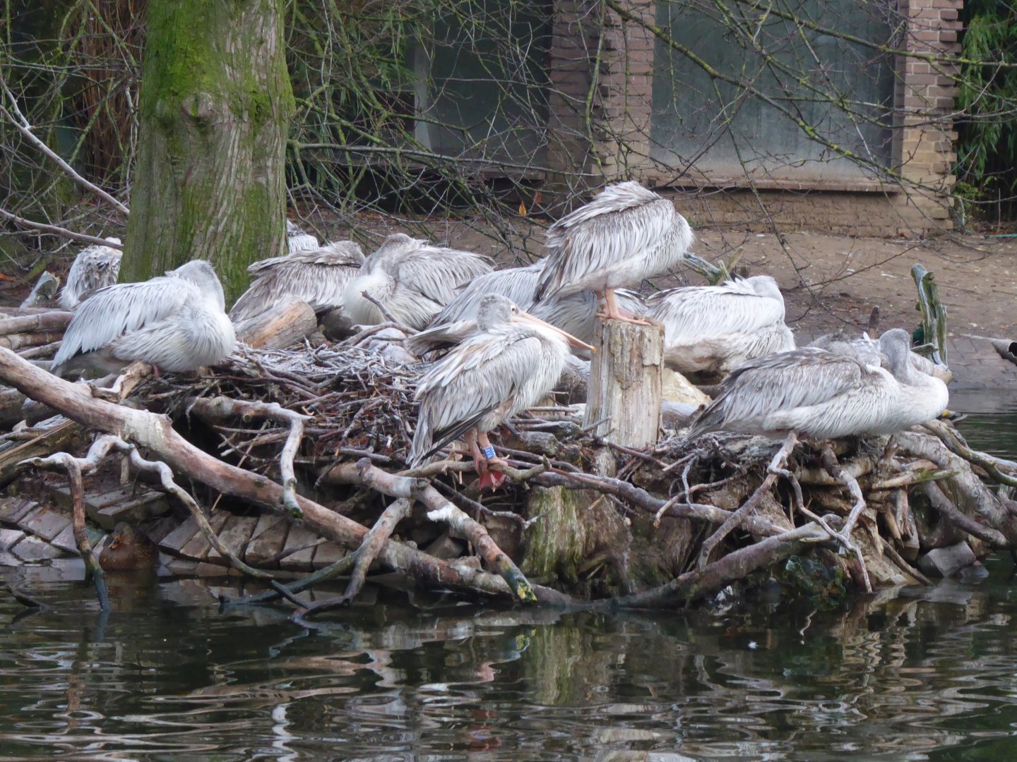 Pink-backed pelicans 011219