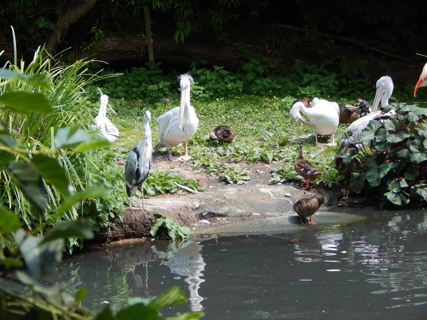 Pink-backed pelicans 020721
