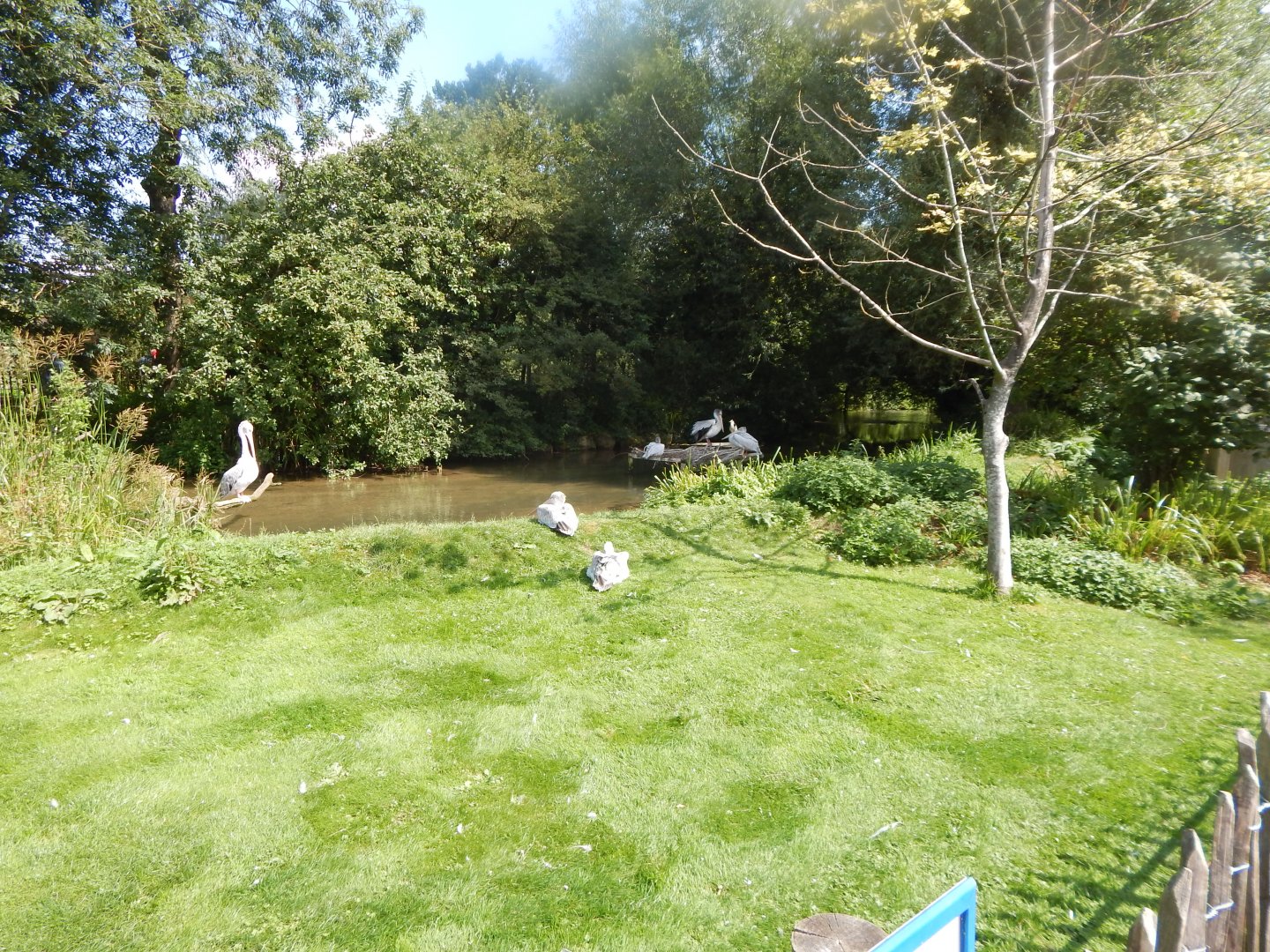 Pink-backed pelicans 030821