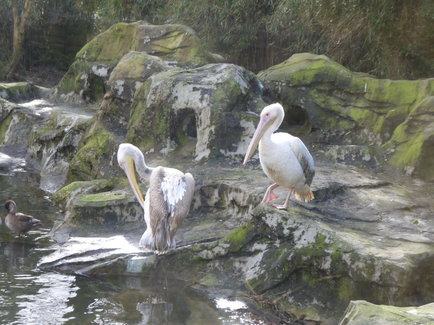 Pink-backed pelicans 040319