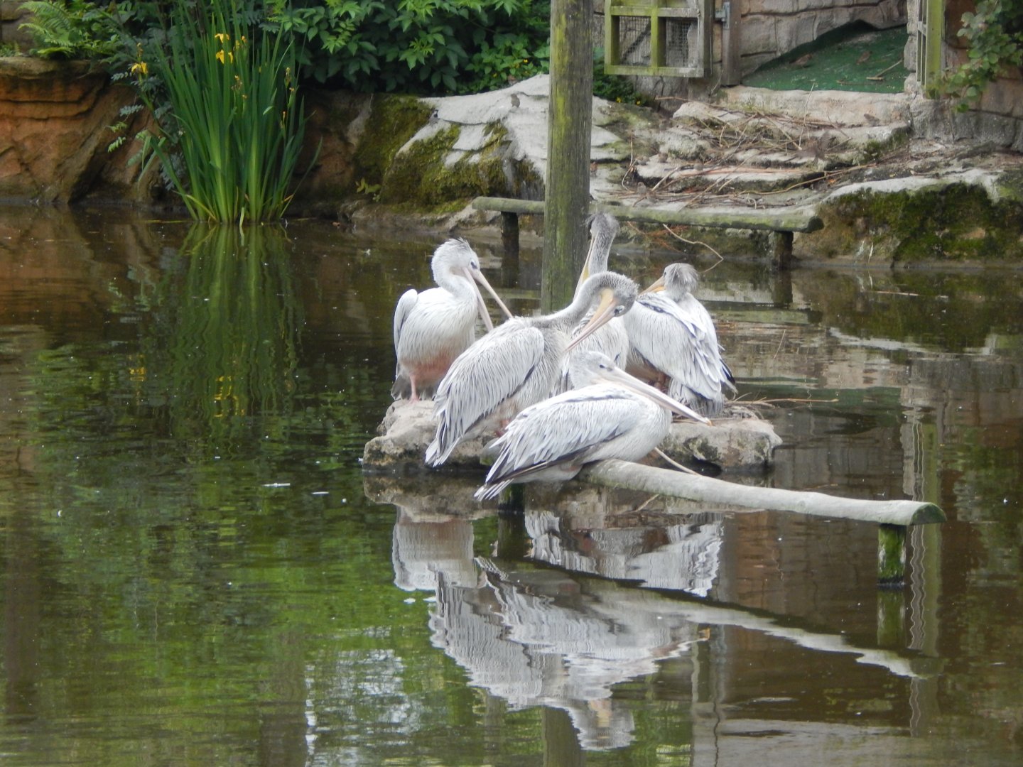 Pink-backed pelicans 050625